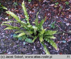 Asplenium scolopendrium Ramosa