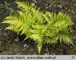 Dryopteris erythrosora (nerecznica czerwonozawijkowa)