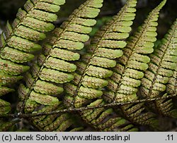 Dryopteris erythrosora (nerecznica czerwonozawijkowa)