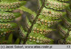 Dryopteris erythrosora (nerecznica czerwonozawijkowa)