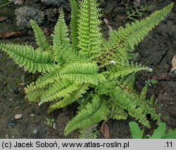 Polystichum setiferum (paprotnik szczecinkozębny)