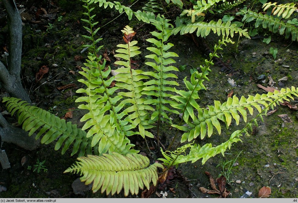 Polystichum acrostichoides (paprotnik bożonarodzeniowy)