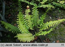 Polystichum acrostichoides (paprotnik bożonarodzeniowy)