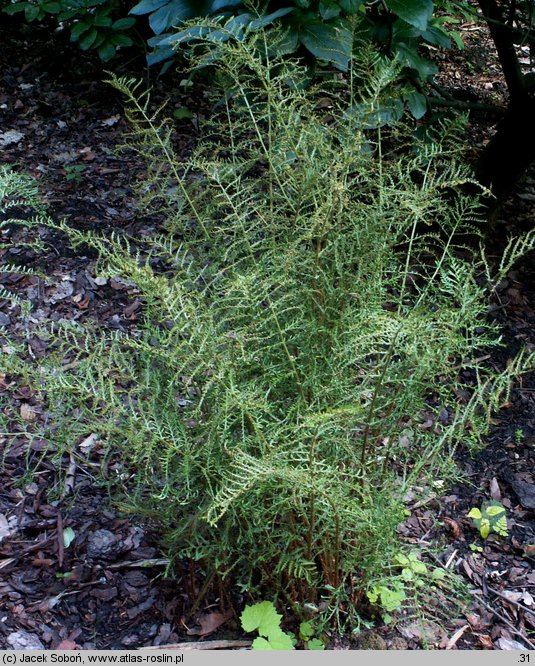 Dryopteris filix-mas Linearis Polidactyla