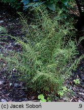 Dryopteris filix-mas Linearis Polidactyla