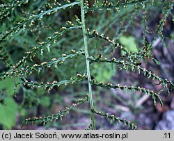 Dryopteris filix-mas Linearis Polidactyla