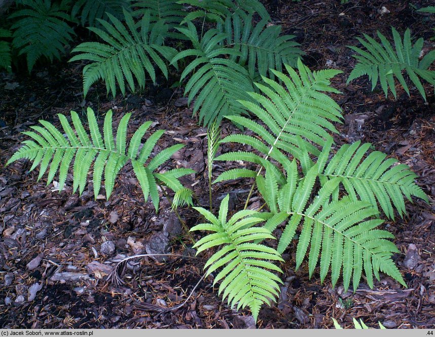 Matteuccia orientalis (pióropusznik wschodni)