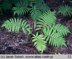 Matteuccia orientalis (pióropusznik wschodni)