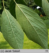 Halesia tetraptera var. monticola