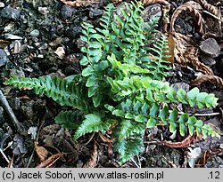 Polystichum munitum (paprotnik sztywny)