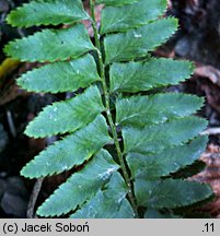 Polystichum munitum (paprotnik sztywny)