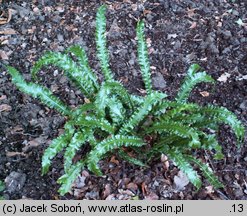 Asplenium scolopendrium Marginata