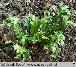 Asplenium scolopendrium Cristata