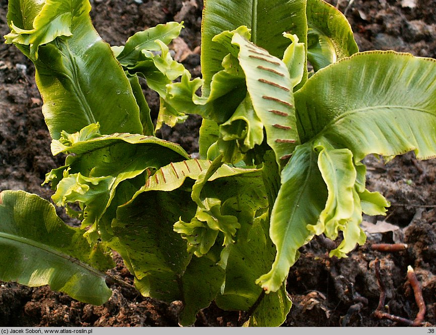 Asplenium scolopendrium Sagittata