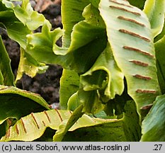 Asplenium scolopendrium Sagittata