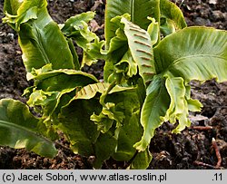 Asplenium scolopendrium Sagittata