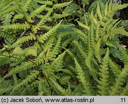 Dryopteris clintoniana