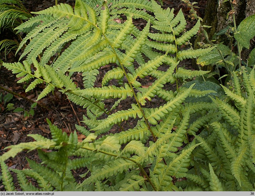 Dryopteris clintoniana