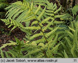 Dryopteris clintoniana