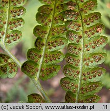 Dryopteris clintoniana