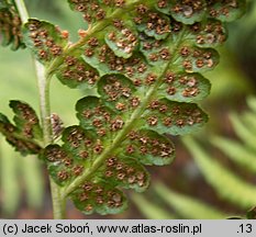 Dryopteris clintoniana