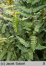 Dryopteris clintoniana