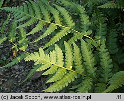 Dryopteris clintoniana