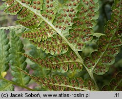 Dryopteris clintoniana