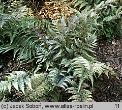 Athyrium niponicum (wietlica japońska)