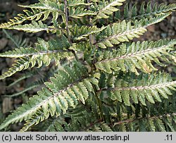 Athyrium niponicum (wietlica japońska)