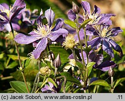 Clematis Evisix