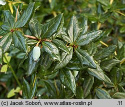 Berberis xfrikartii