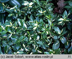 Euonymus fortunei Interbolwi