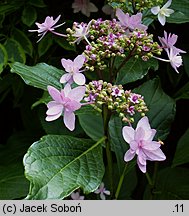 Hydrangea macrophylla Izu-No-Hana