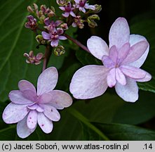 Hydrangea macrophylla Izu-No-Hana