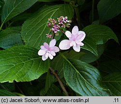 Hydrangea macrophylla Izu-No-Hana