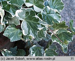 Hedera helix Denmark