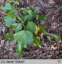 Hedera helix Arborescens