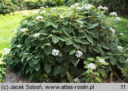 Hydrangea aspera ssp. sargentiana