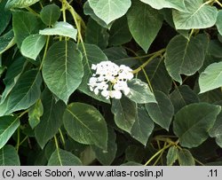 Hydrangea aspera ssp. sargentiana