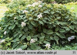 Hydrangea aspera ssp. sargentiana