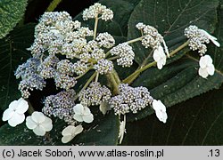 Hydrangea aspera ssp. sargentiana