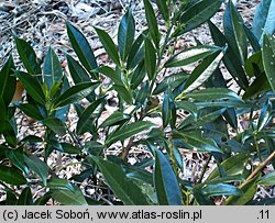 Prunus laurocerasus Otto Luyken