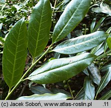 Prunus laurocerasus Serbica