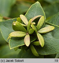 Abelia coreana (abelia koreańska)