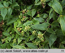 Abelia coreana (abelia koreańska)