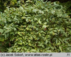 Abelia coreana (abelia koreańska)