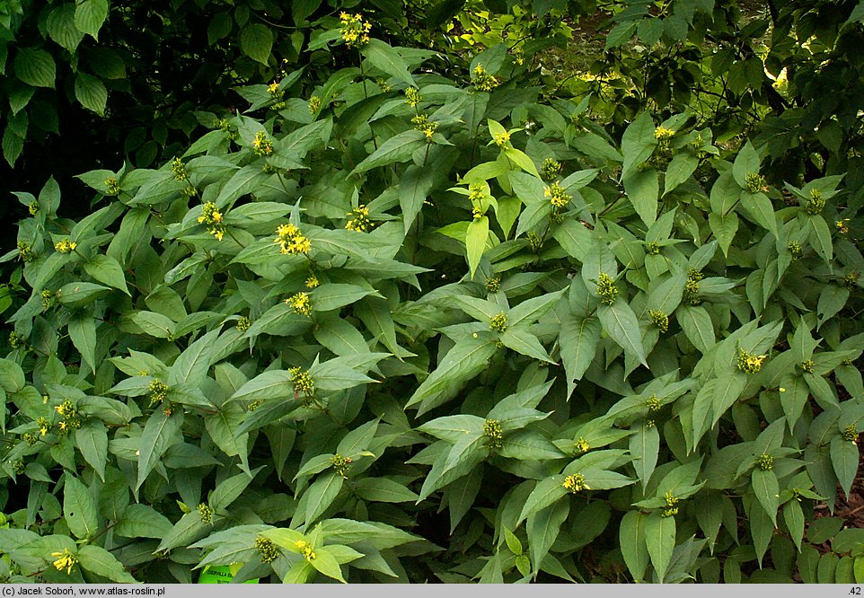 Diervilla sessilifolia Butterfly