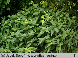 Diervilla sessilifolia Butterfly