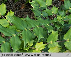 Mahonia japonica (mahonia japońska)